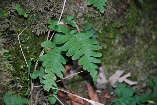 Polypodium vulgare